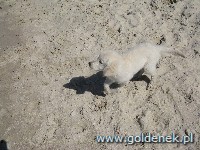 Psy tapety na pulpit