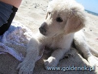 Psy tapety na pulpit