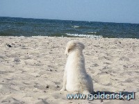 Psy tapety na pulpit