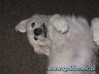 Psy tapety na pulpit