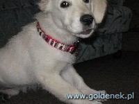 Psy tapety na pulpit