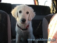 Psy tapety na pulpit