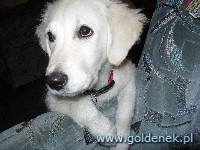 Psy tapety na pulpit