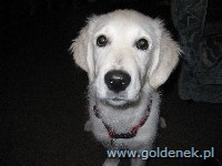 Psy tapety na pulpit