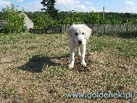 Psy tapety na pulpit