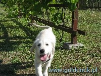 Psy tapety na pulpit