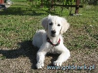 Psy tapety na pulpit