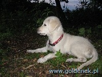 Psy tapety na pulpit