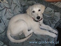 Psy tapety na pulpit