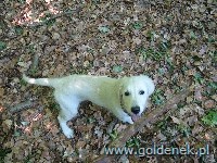 Psy tapety na pulpit