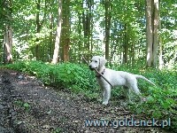 Psy tapety na pulpit