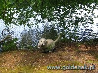 Psy tapety na pulpit