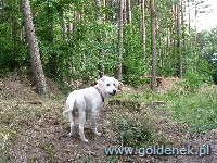 Psy tapety na pulpit