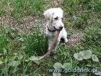 Psy tapety na pulpit