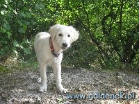 Psy tapety na pulpit