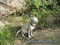 Psy tapety na pulpit