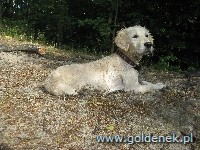 Psy tapety na pulpit