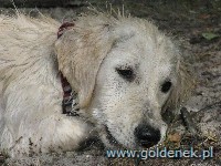 Psy tapety na pulpit