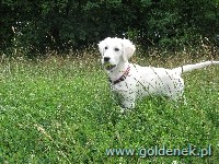 Psy tapety na pulpit