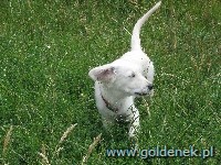 Psy tapety na pulpit