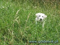 Psy tapety na pulpit