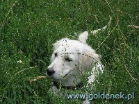 Psy tapety na pulpit