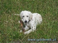 Psy tapety na pulpit