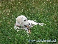 Psy tapety na pulpit