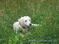 Psy tapety na pulpit