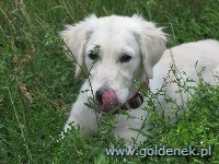 Psy tapety na pulpit