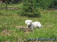 Psy tapety na pulpit