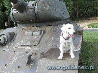 Psy tapety na pulpit