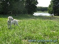 Psy tapety na pulpit