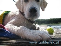 Psy tapety na pulpit