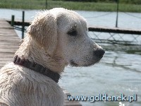 Psy tapety na pulpit