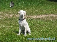 Psy tapety na pulpit