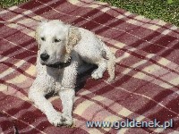 Psy tapety na pulpit