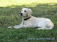 Psy tapety na pulpit