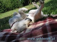 Psy tapety na pulpit