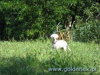 Psy tapety na pulpit