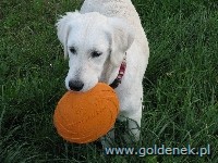 Psy tapety na pulpit