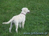 Psy tapety na pulpit