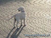 Psy tapety na pulpit