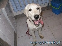 Psy tapety na pulpit