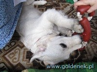 Psy tapety na pulpit