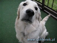 Psy tapety na pulpit