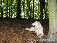 Psy tapety na pulpit