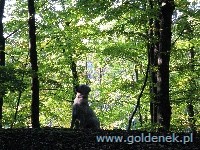 Psy tapety na pulpit