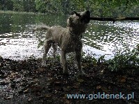 Psy tapety na pulpit