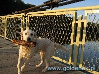 Psy tapety na pulpit